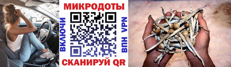 МЕГА ТОР  даркнет сайт  Сясьстрой  Галлюциногенные грибы Psilocybe 